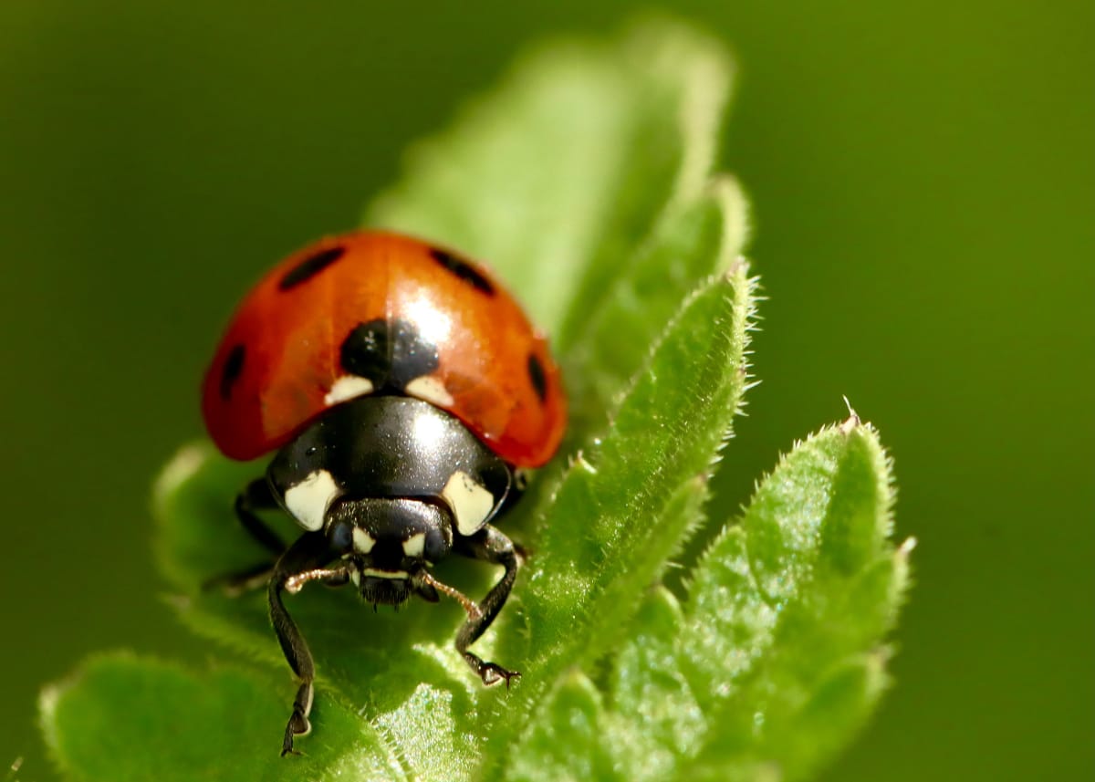 ladybird