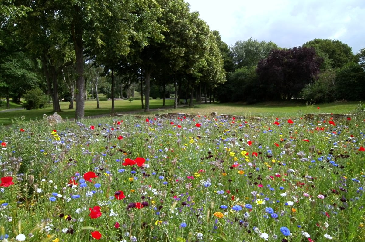 Wildflower meadow