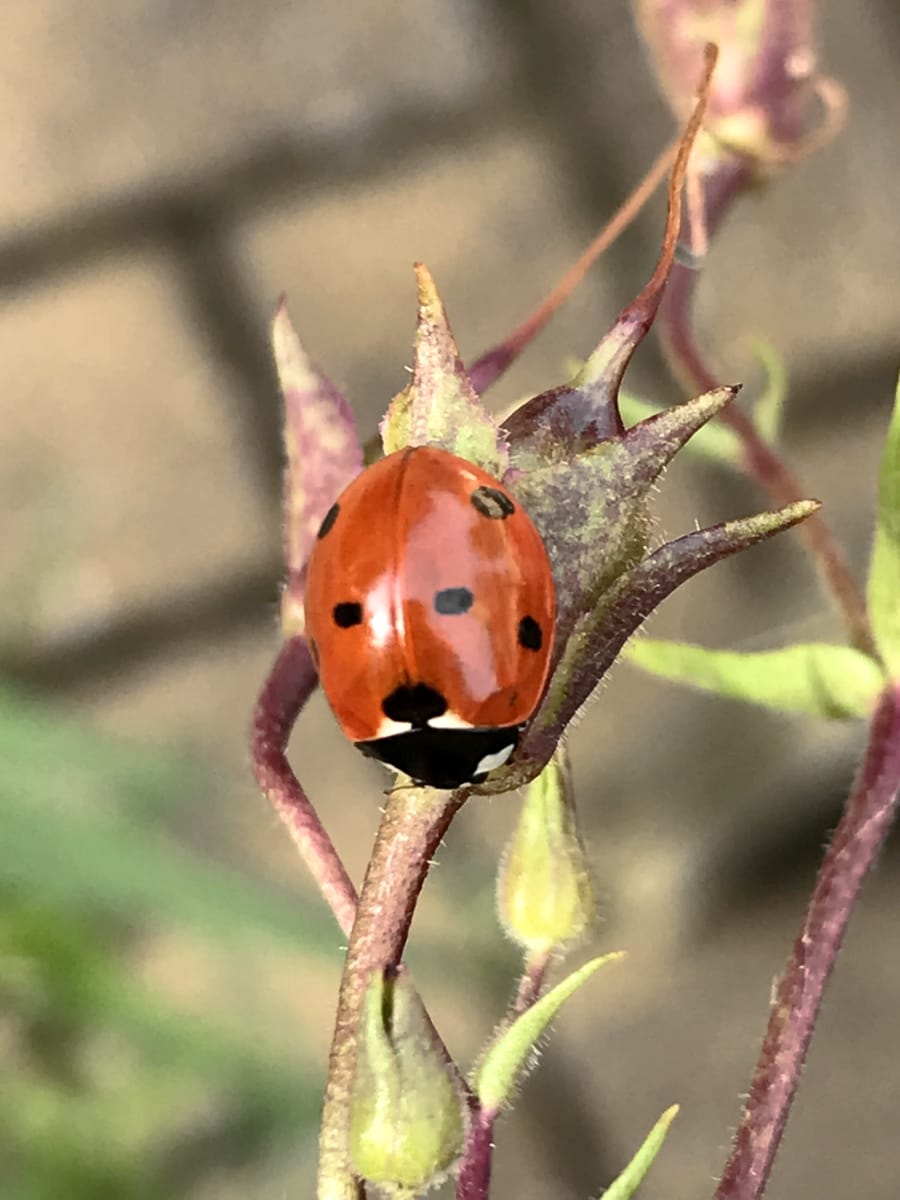 How To Attract Ladybirds In To Your Garden