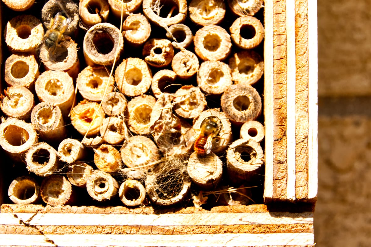 Ultimate Guide to Attracting and Supporting UK Bees