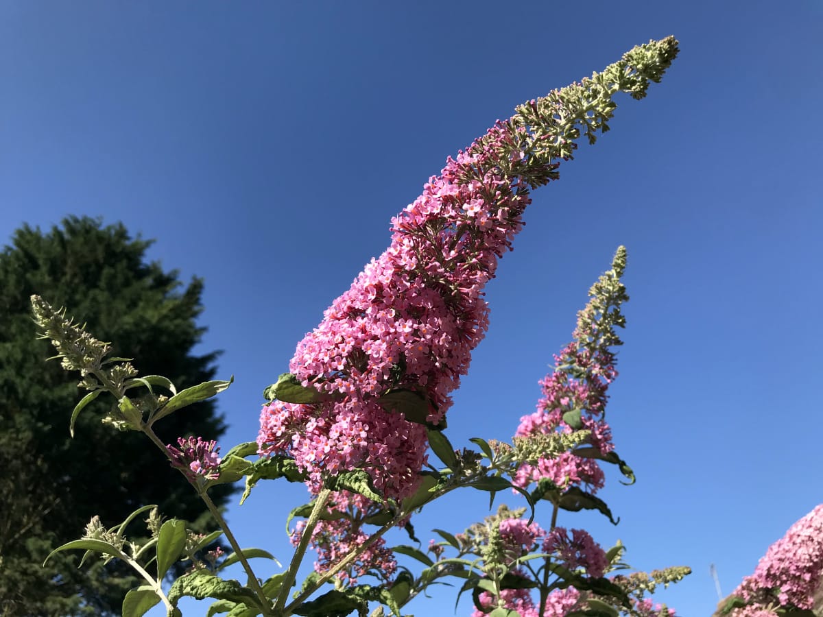 How To Grow and Care For A Buddleja Davidii the Butterfly Bush