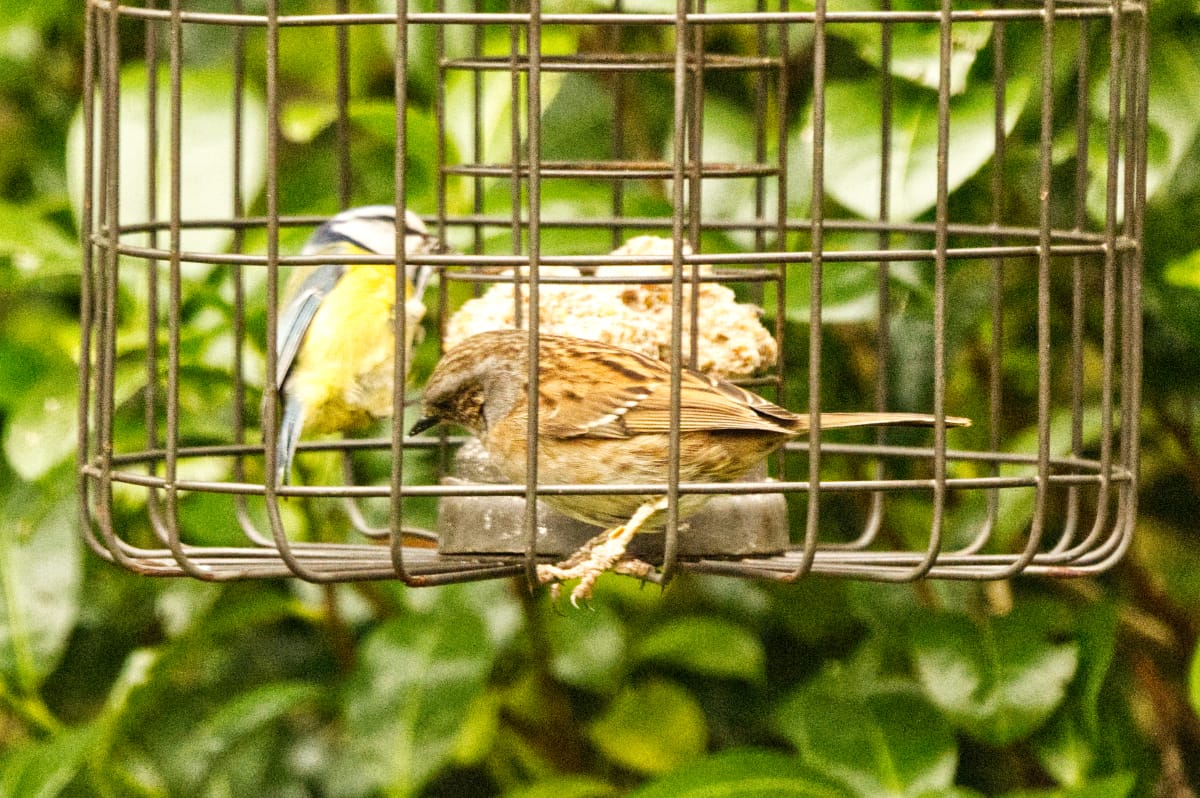Dunnock and Blue Tit in bird feeder