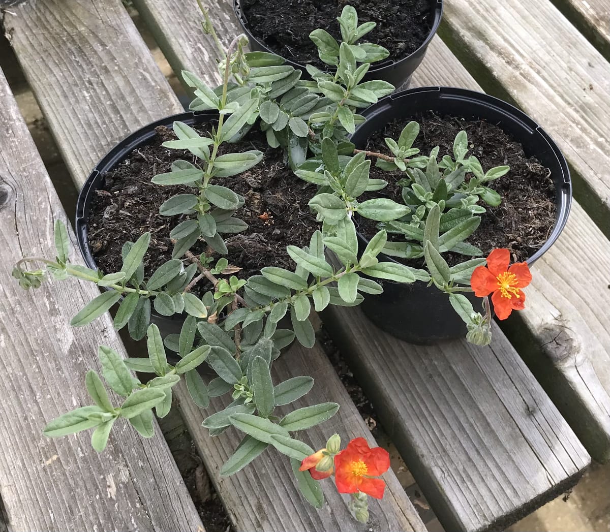 Cuttings of Helianthemum Henfield Brilliant