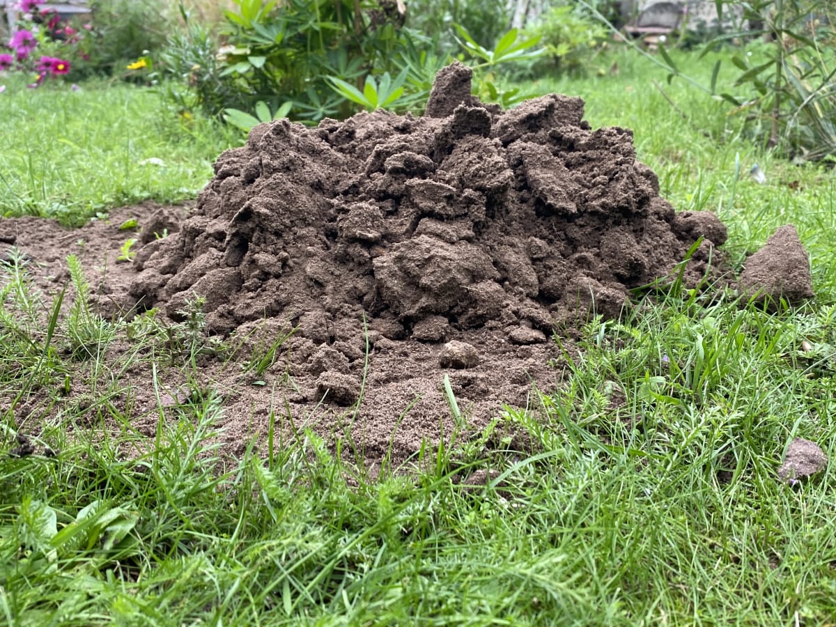 Mole Hill
