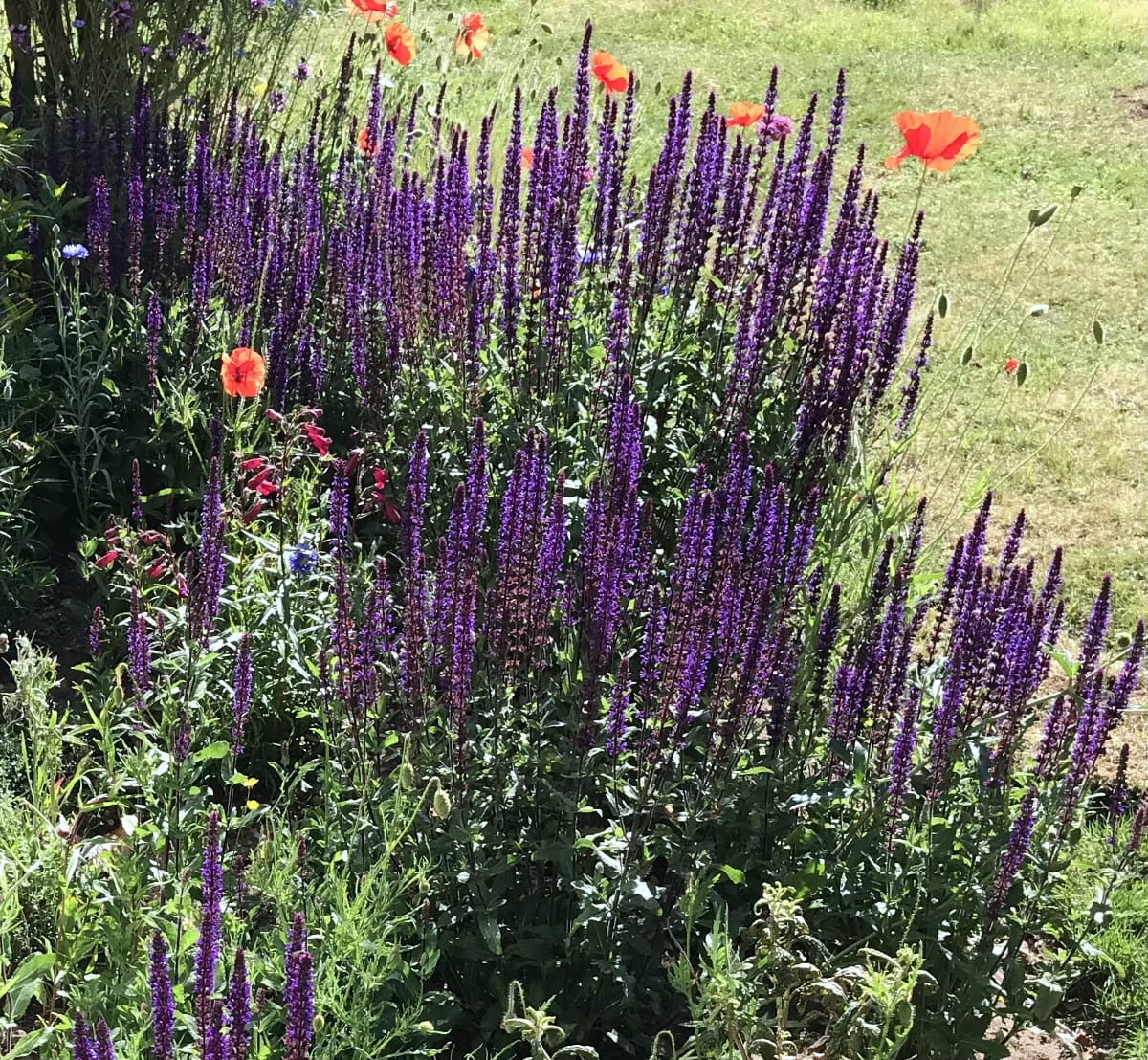 Salvias in Christinas Garden