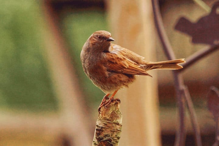 How To Have a Beautiful Garden That Also Helps Wildlife Thrive