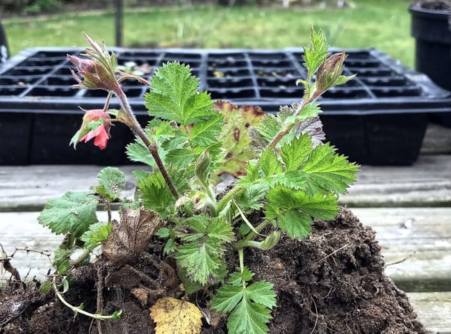 How To Grow Geums To Encourage Widlife