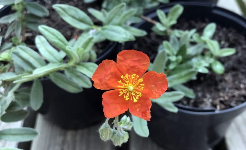 Helianthemum Henfield Brilliant Is Great For A Dry Garden