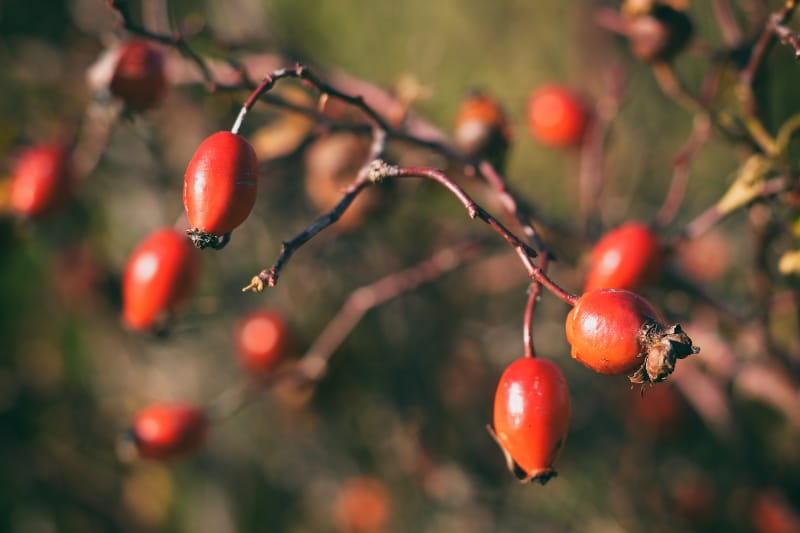 Rose hips