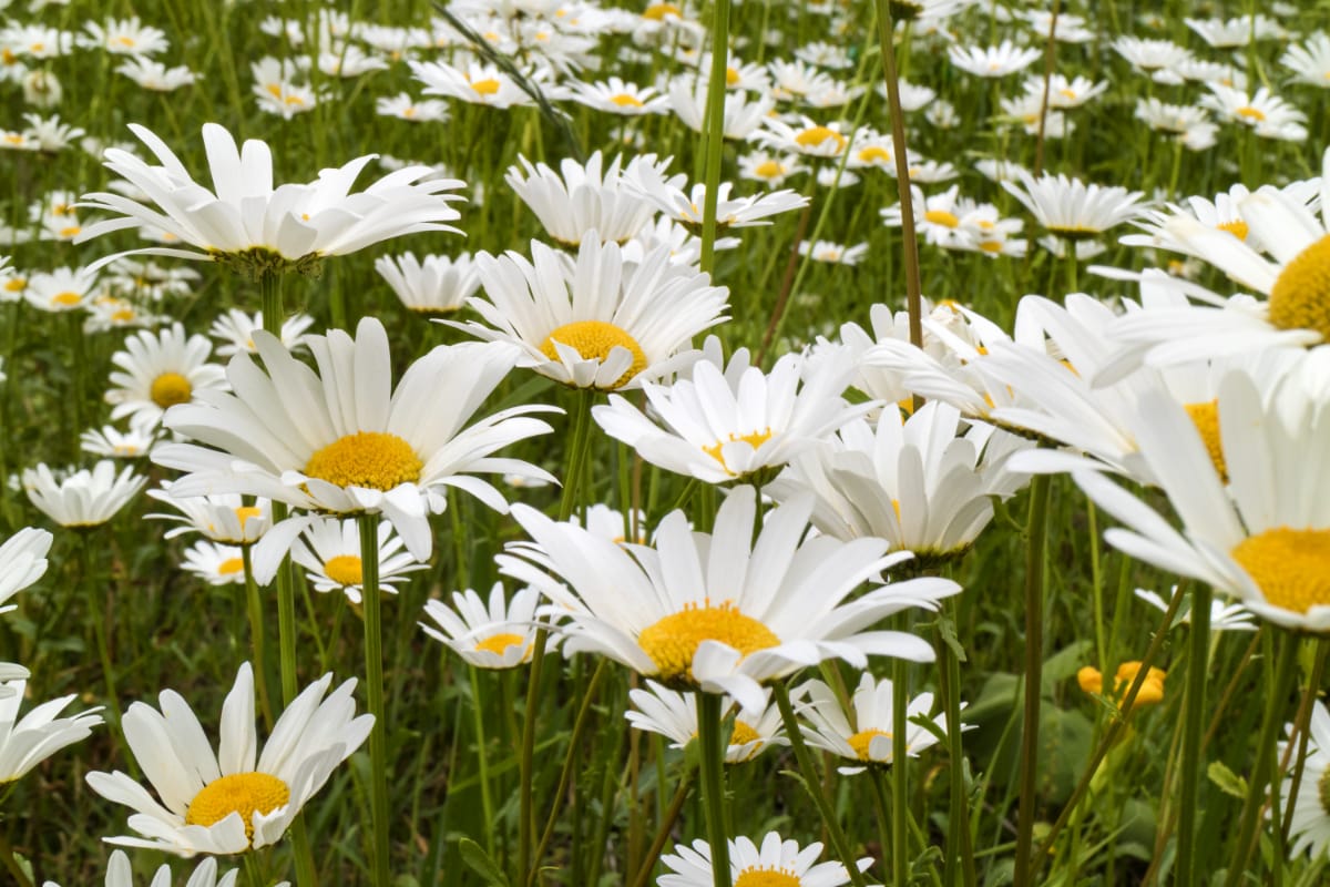 Oxeye Daisy Leucanthemum Vulgare