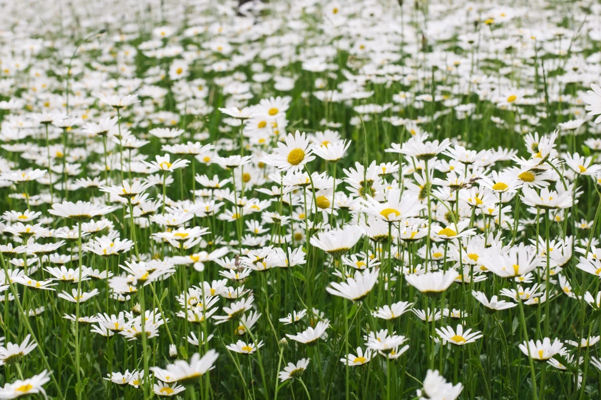 Oxeyed Daisy Meadow