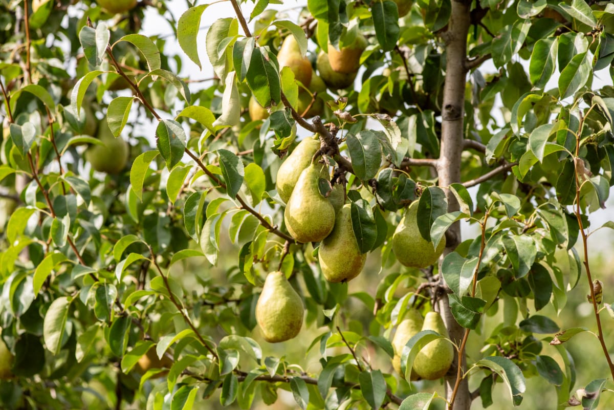 pear tree