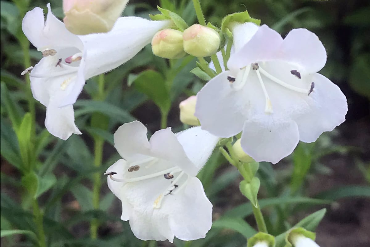 Everything You Need To Know About Penstemons