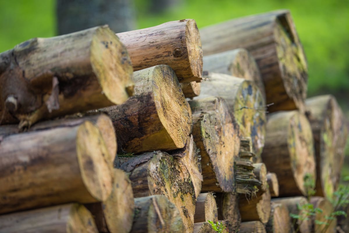 pile of wood logs