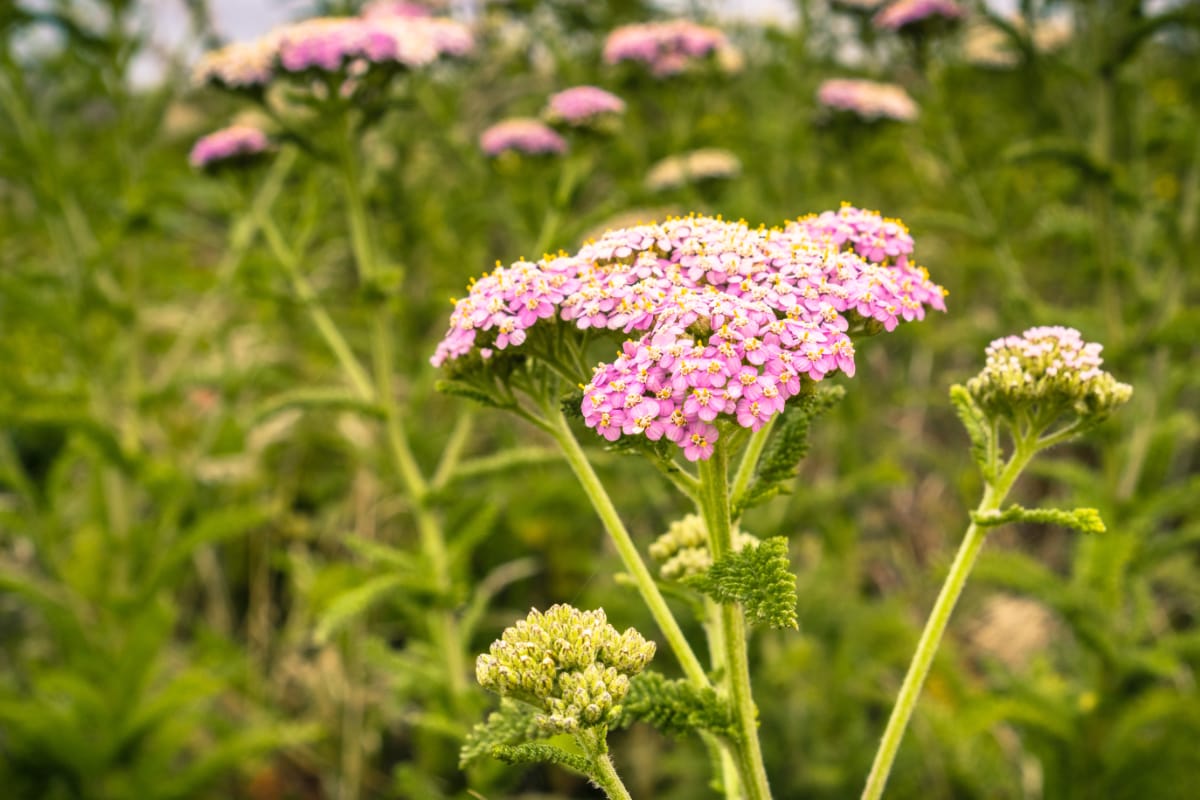 Pink Yarrow