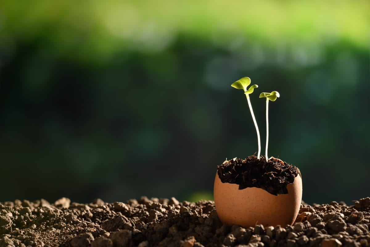 egg shell with earth and seedling in it