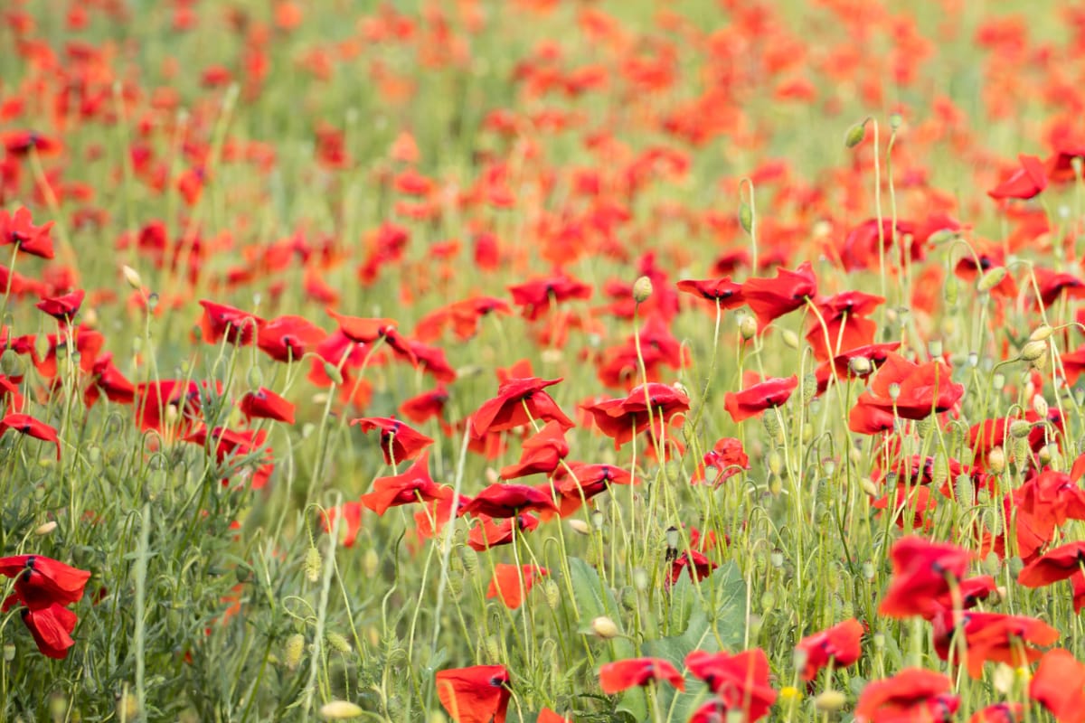 Field Poppy Papaver Rhoeas