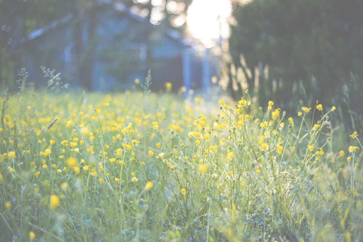 yellow weeds