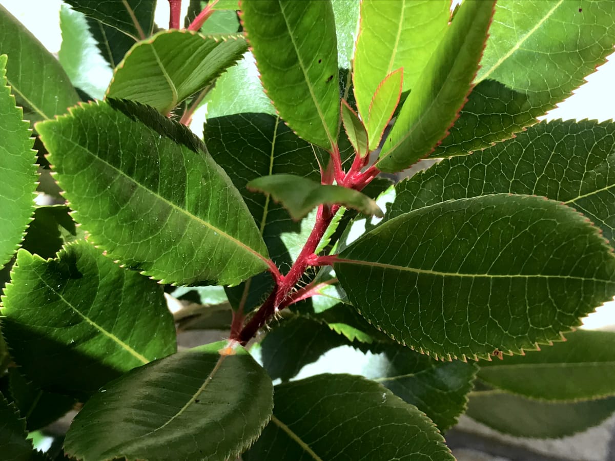 strawberry tree