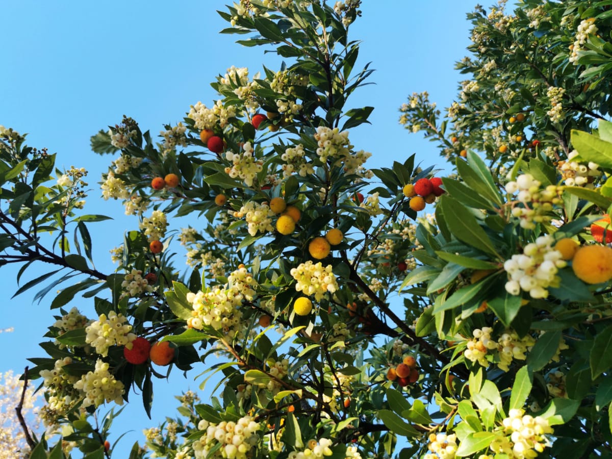 strawberry tree