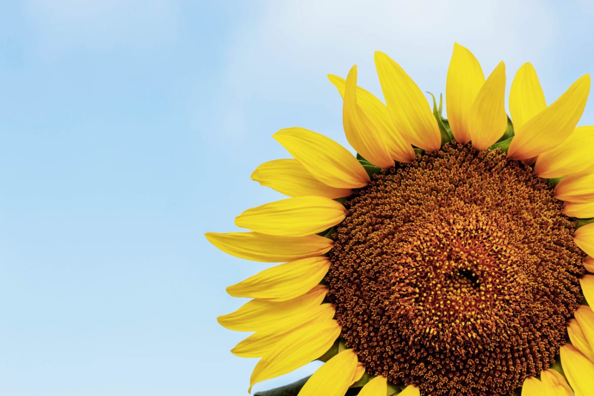 How To Grow Sunflowers