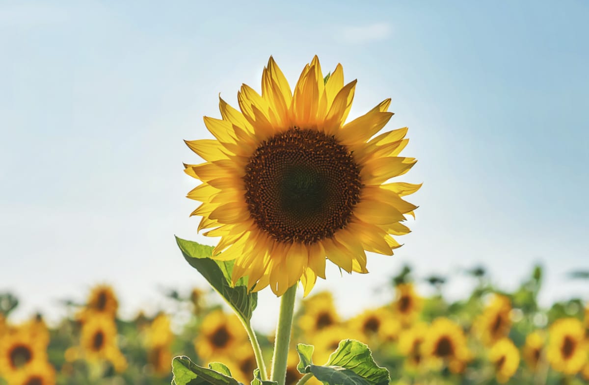 Sunflower