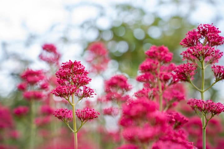 How To Grow And Care For Red Valerian