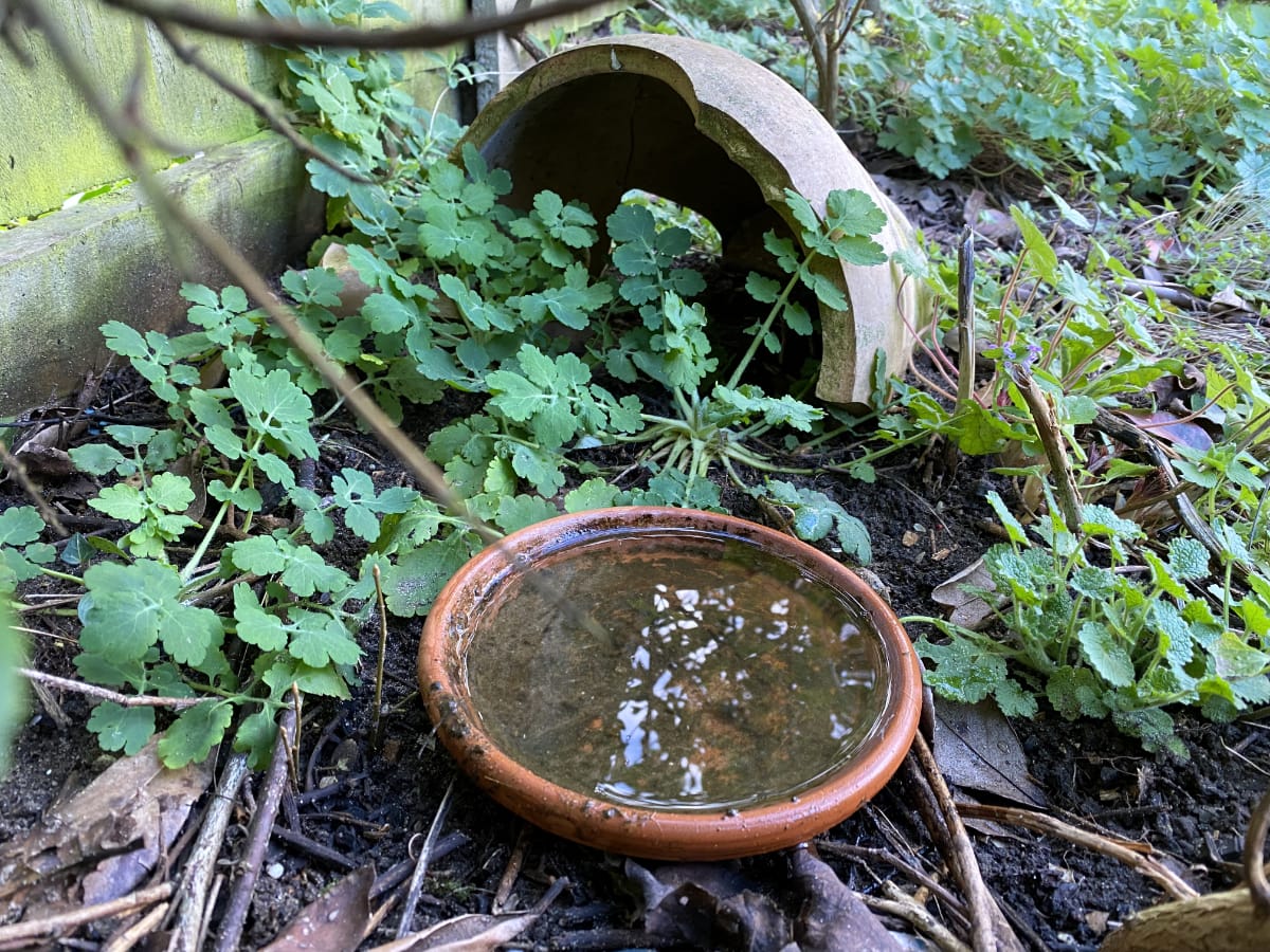 Create A Haven For Frogs And Toads In Your Garden