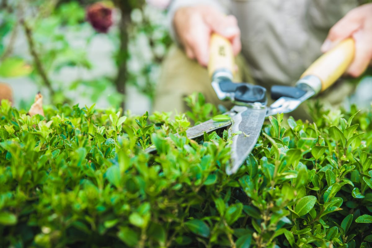 hedge trimming