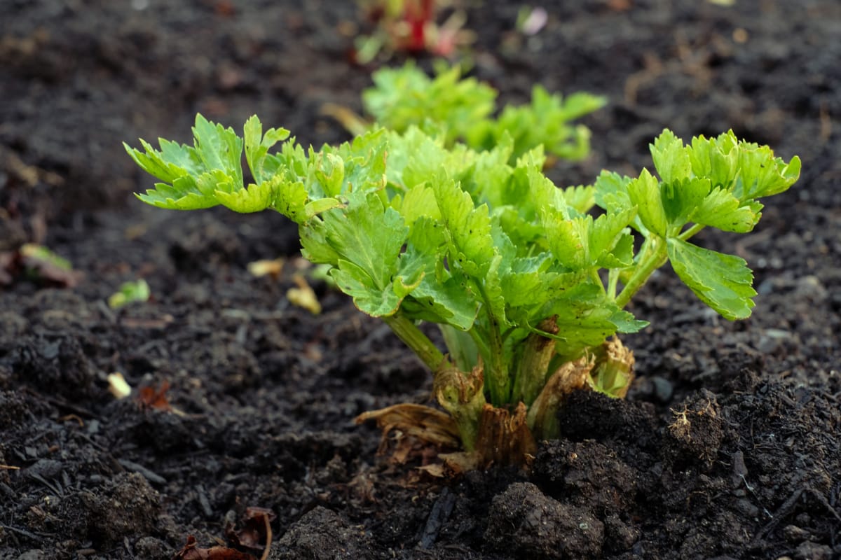 vegetable seedling