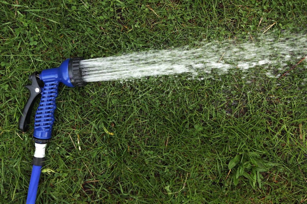 watering grass