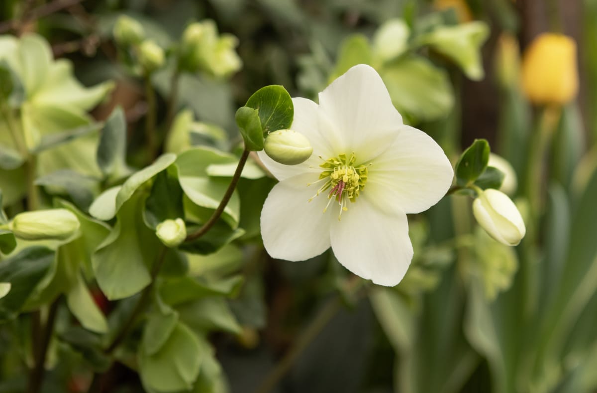 white hellebore