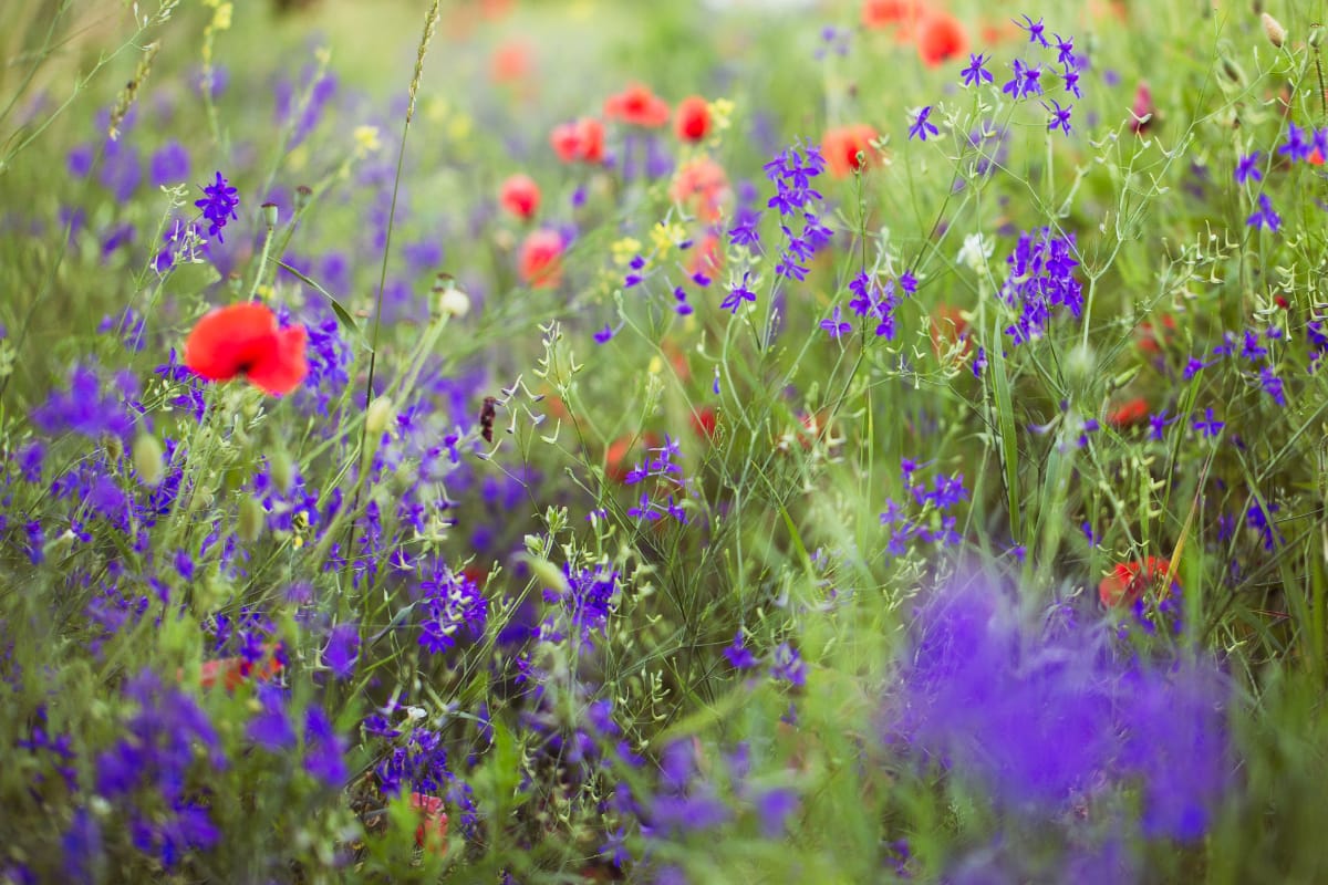 Sowing and Growing Wildflowers