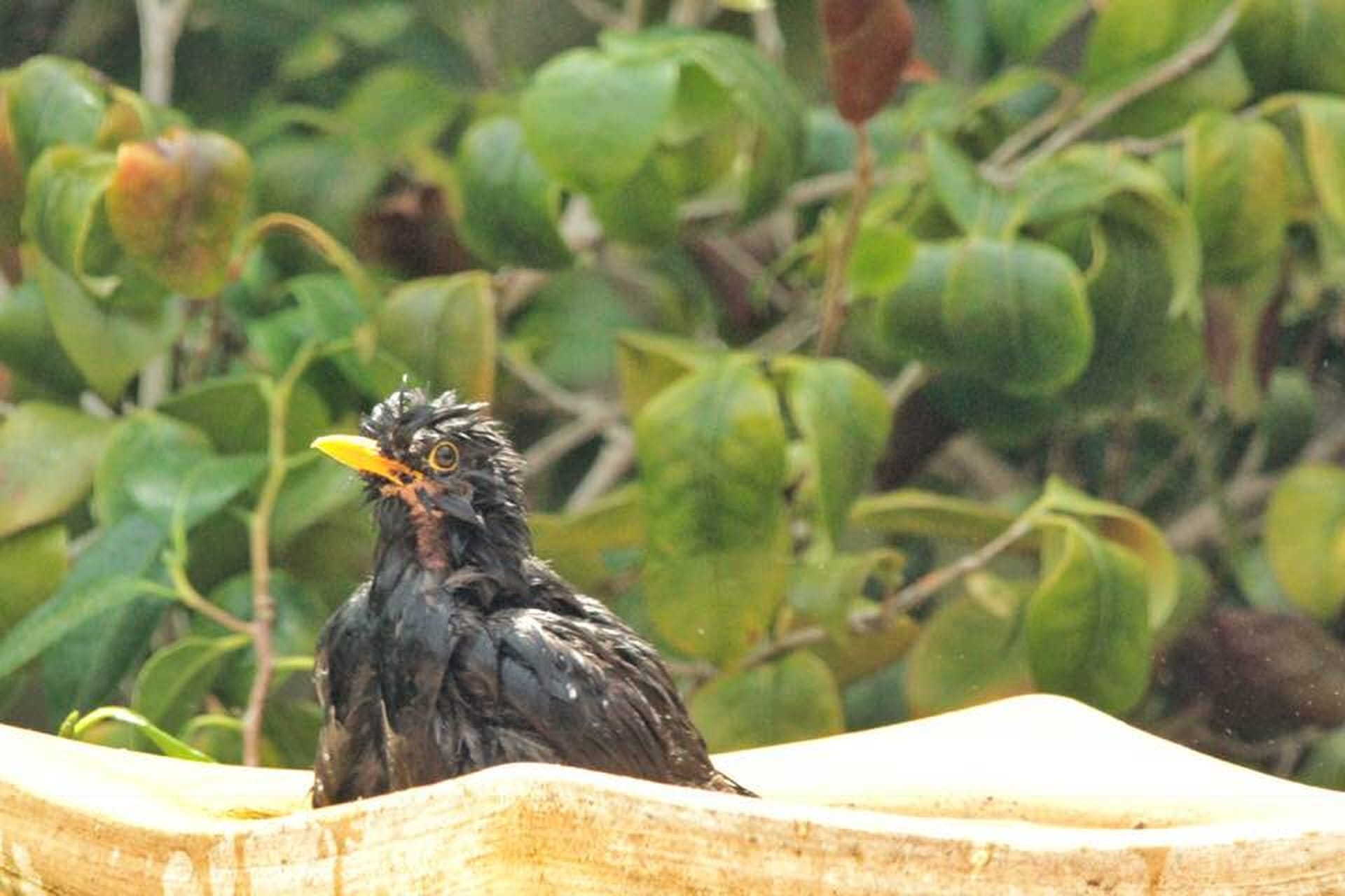 Blackbird bathing