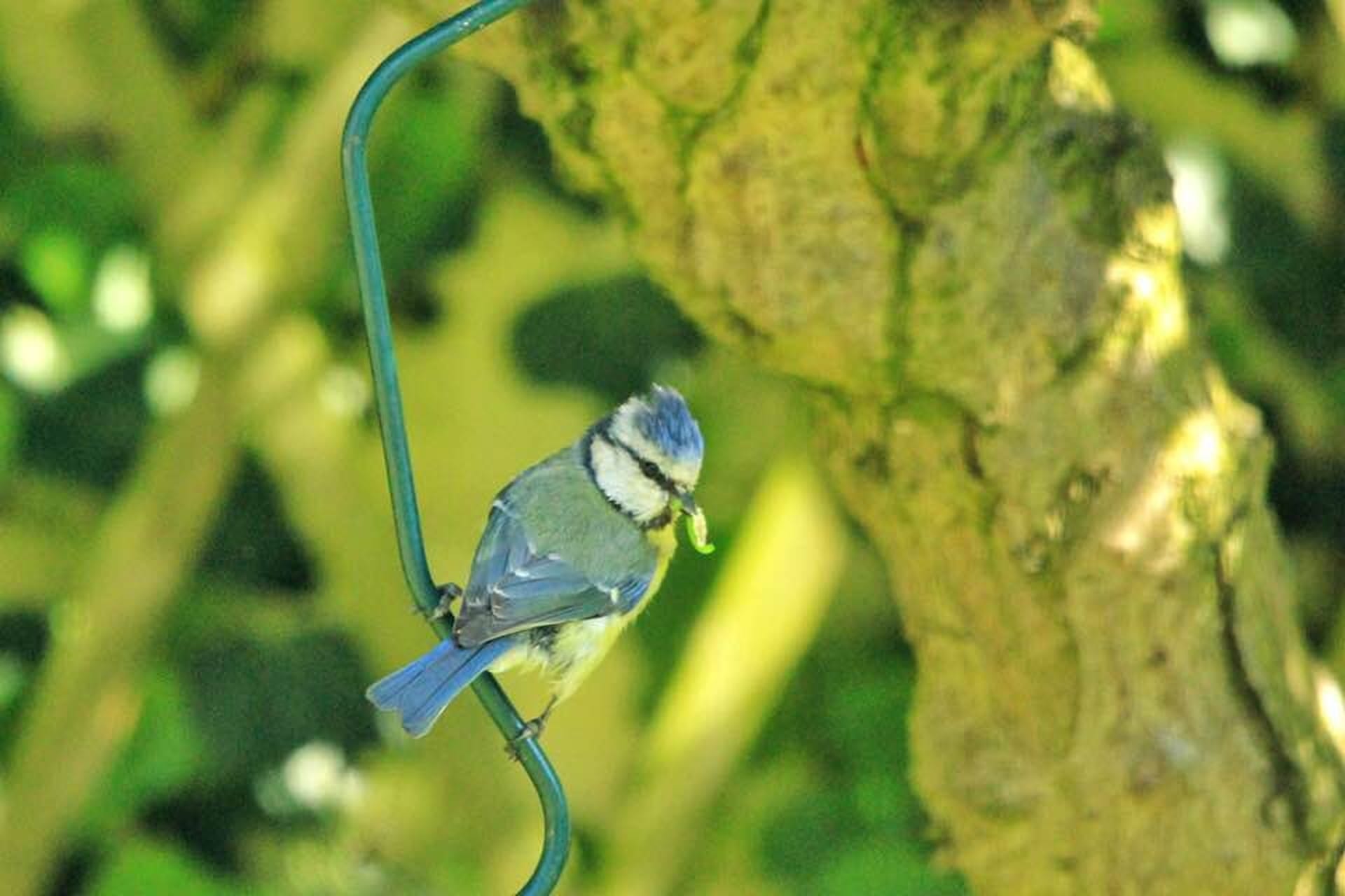 Bluetit eating catapillar