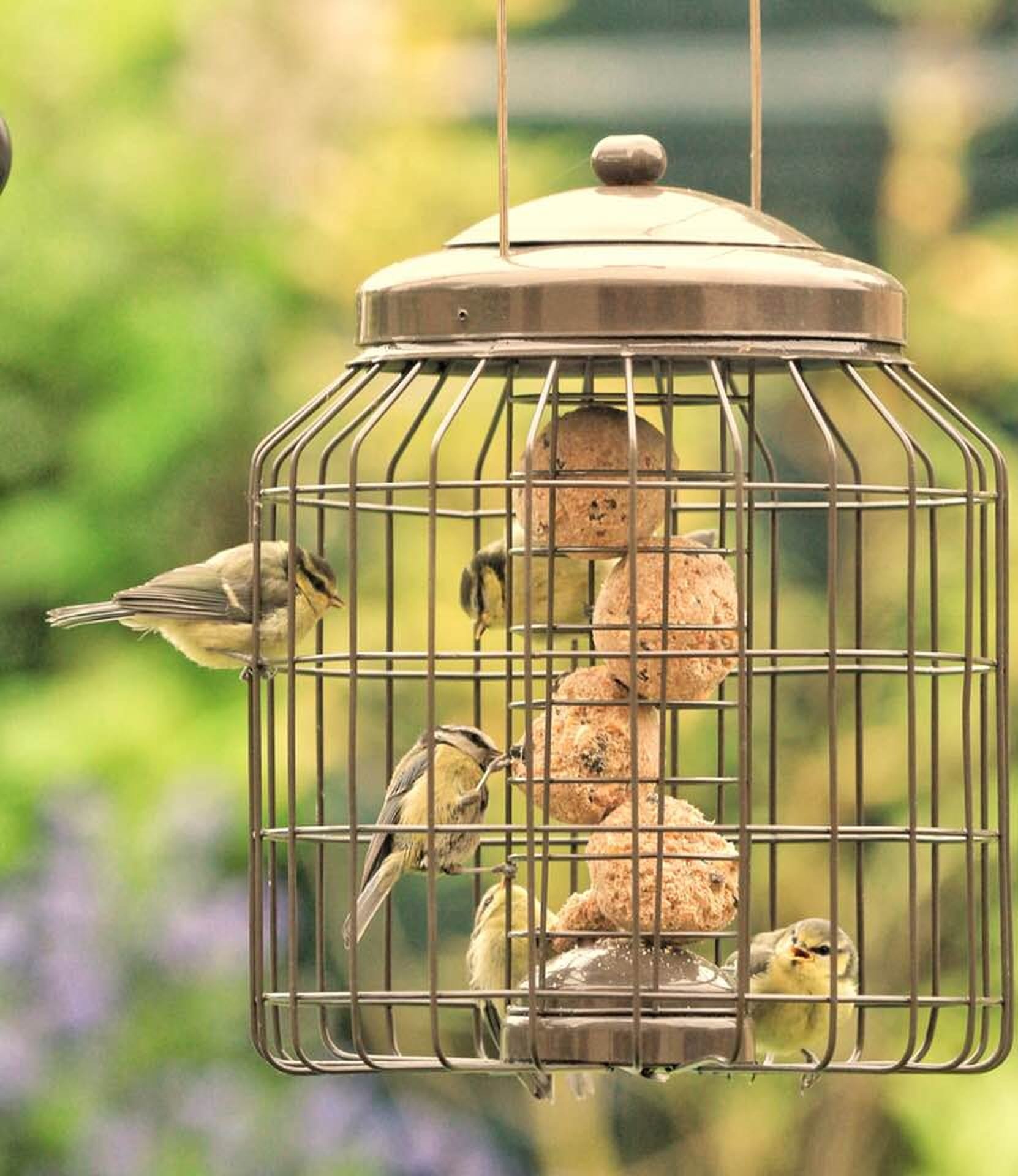 bluetits feeding