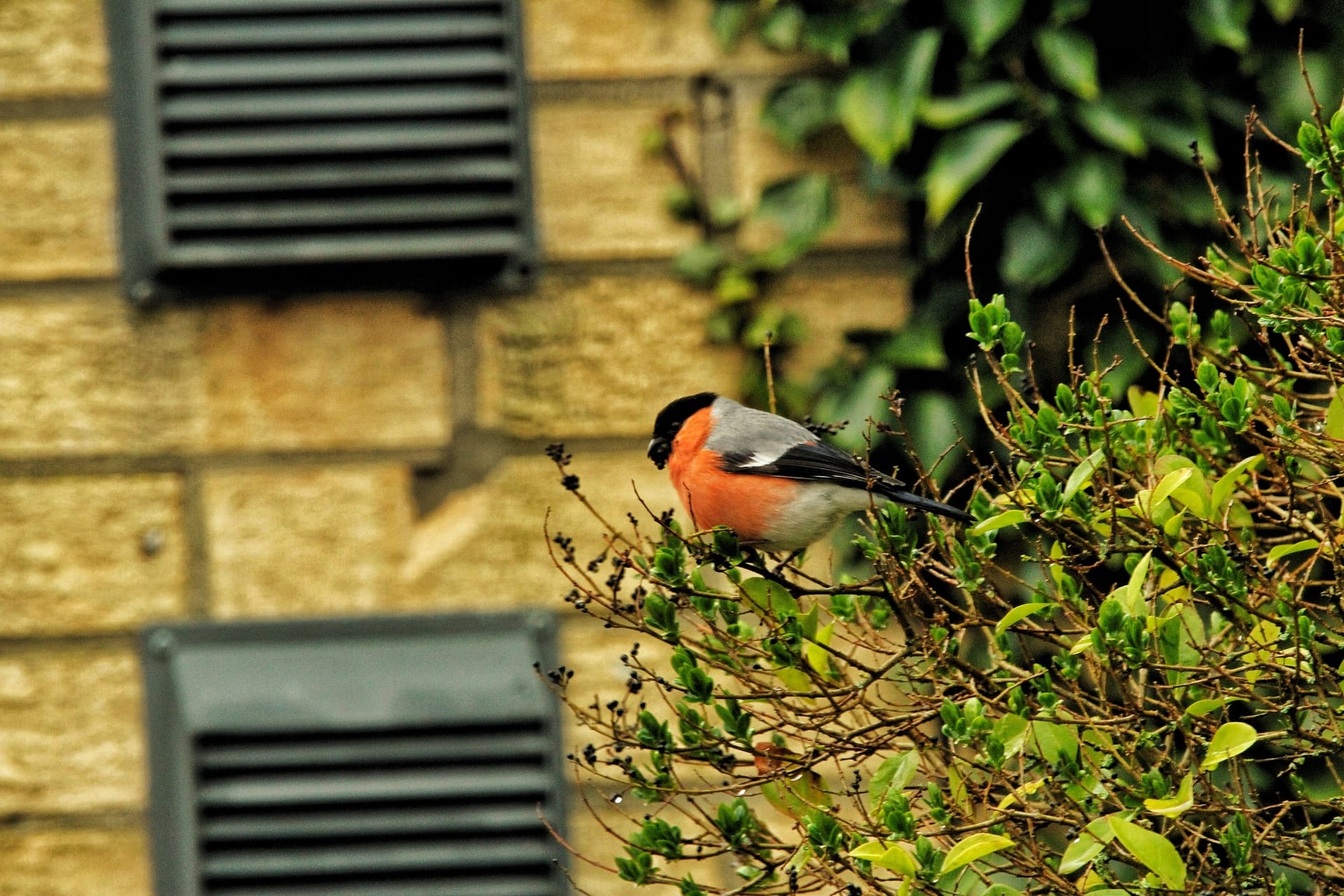 Bullfinch