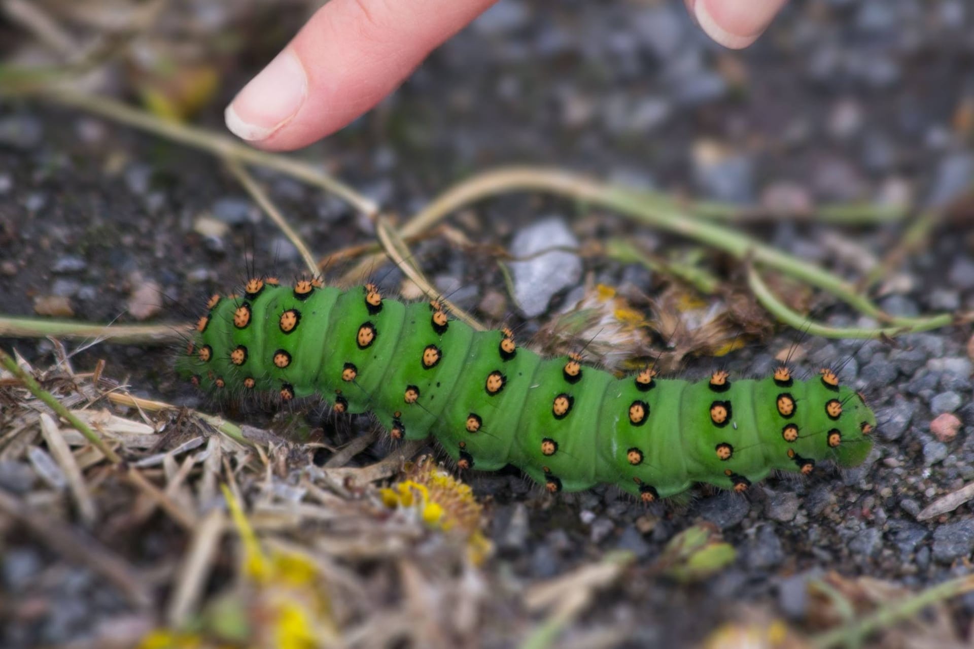 Emperor Moth