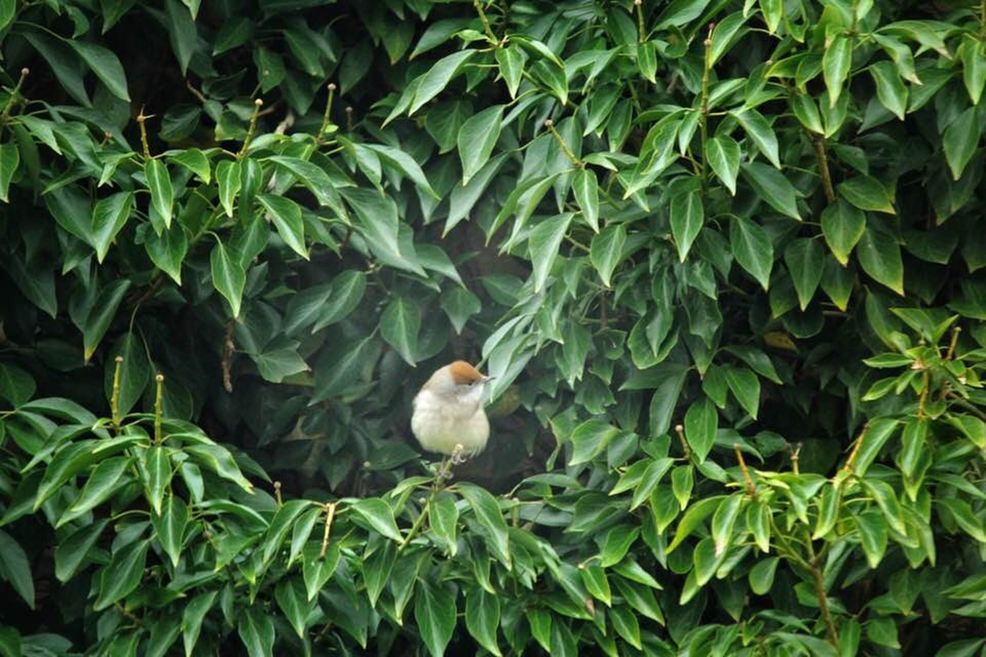 female blackcap on ivy