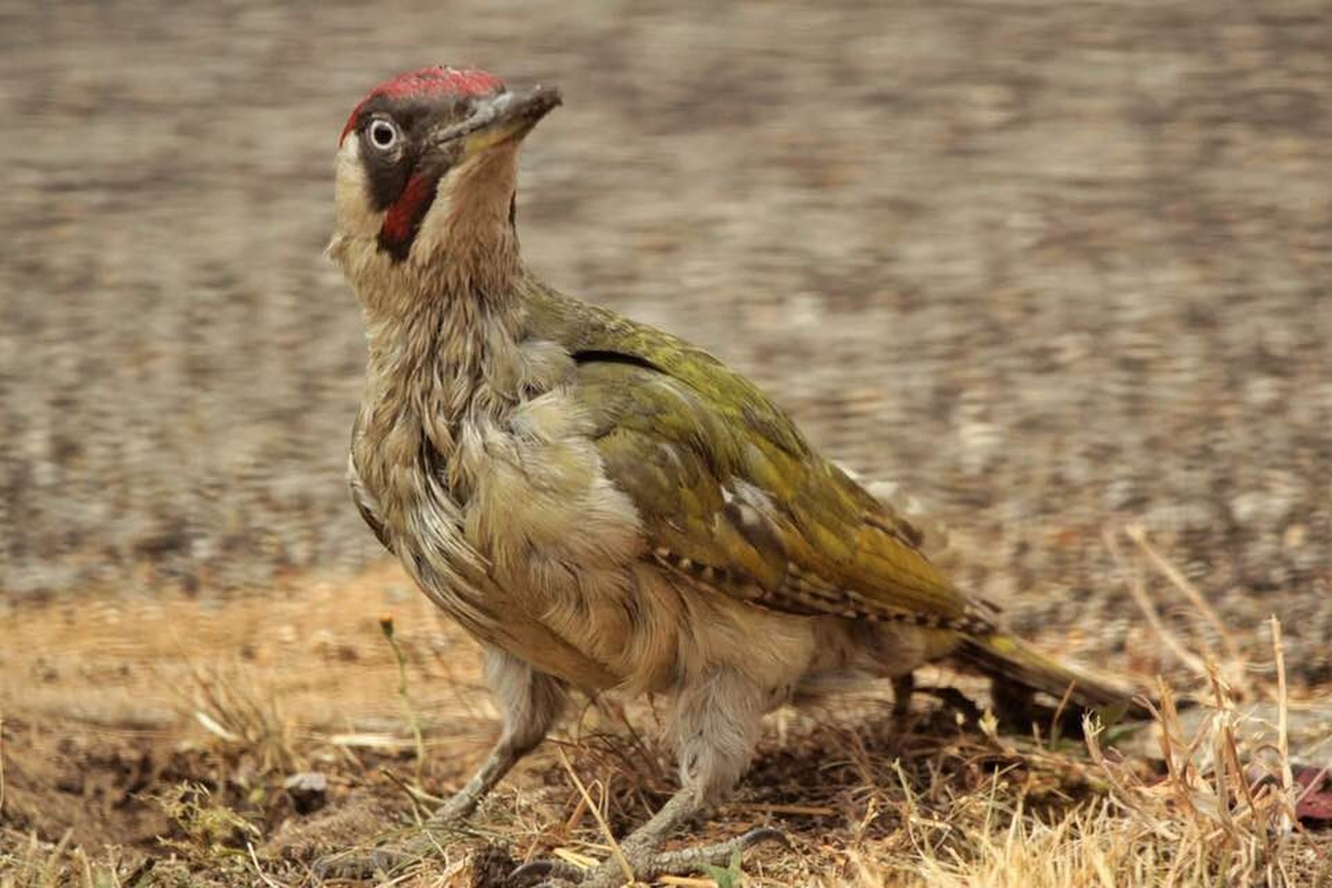 Green Woodpecker