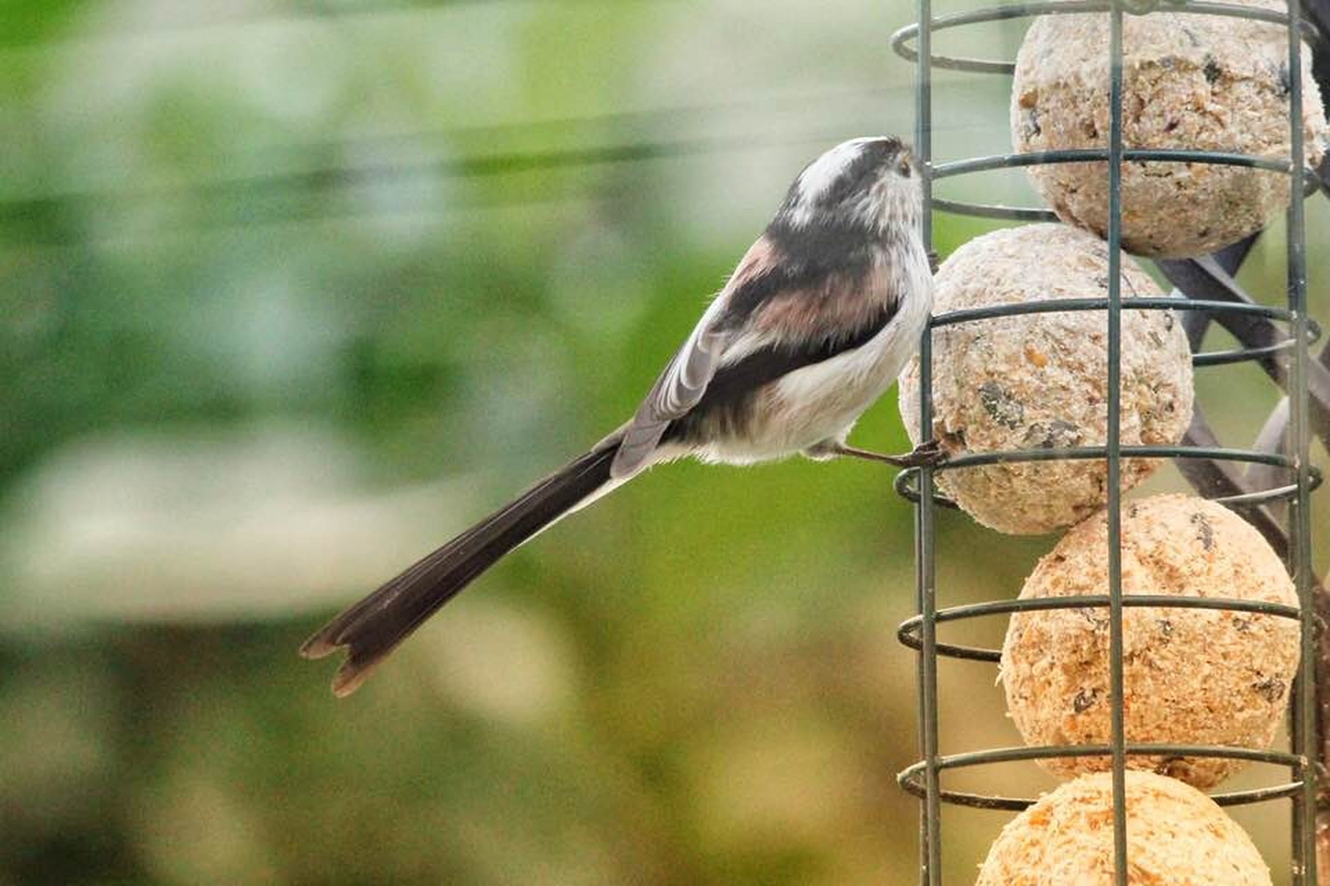 longtail tit on fat balls