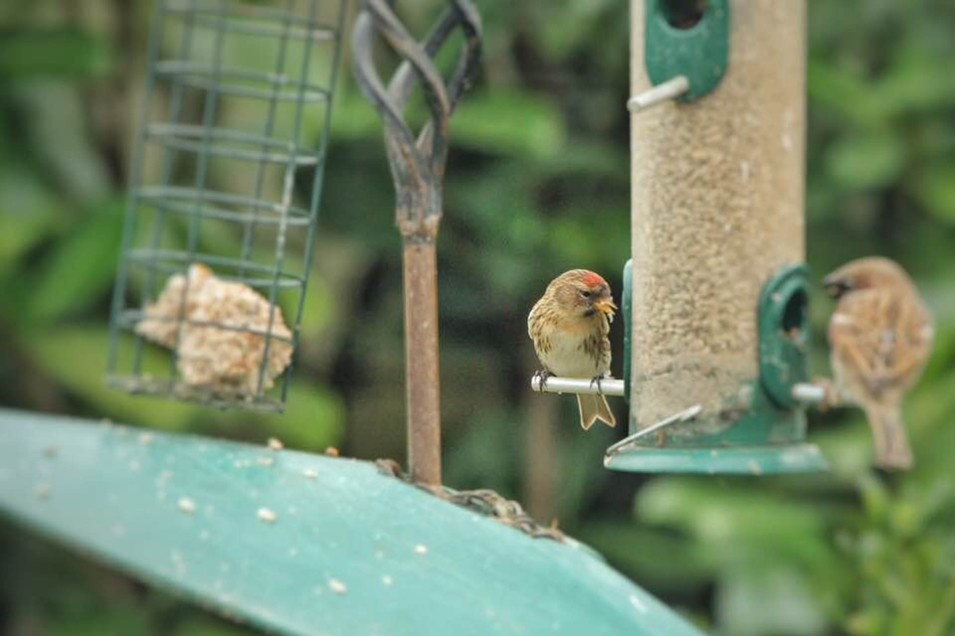 Redpoll feeding