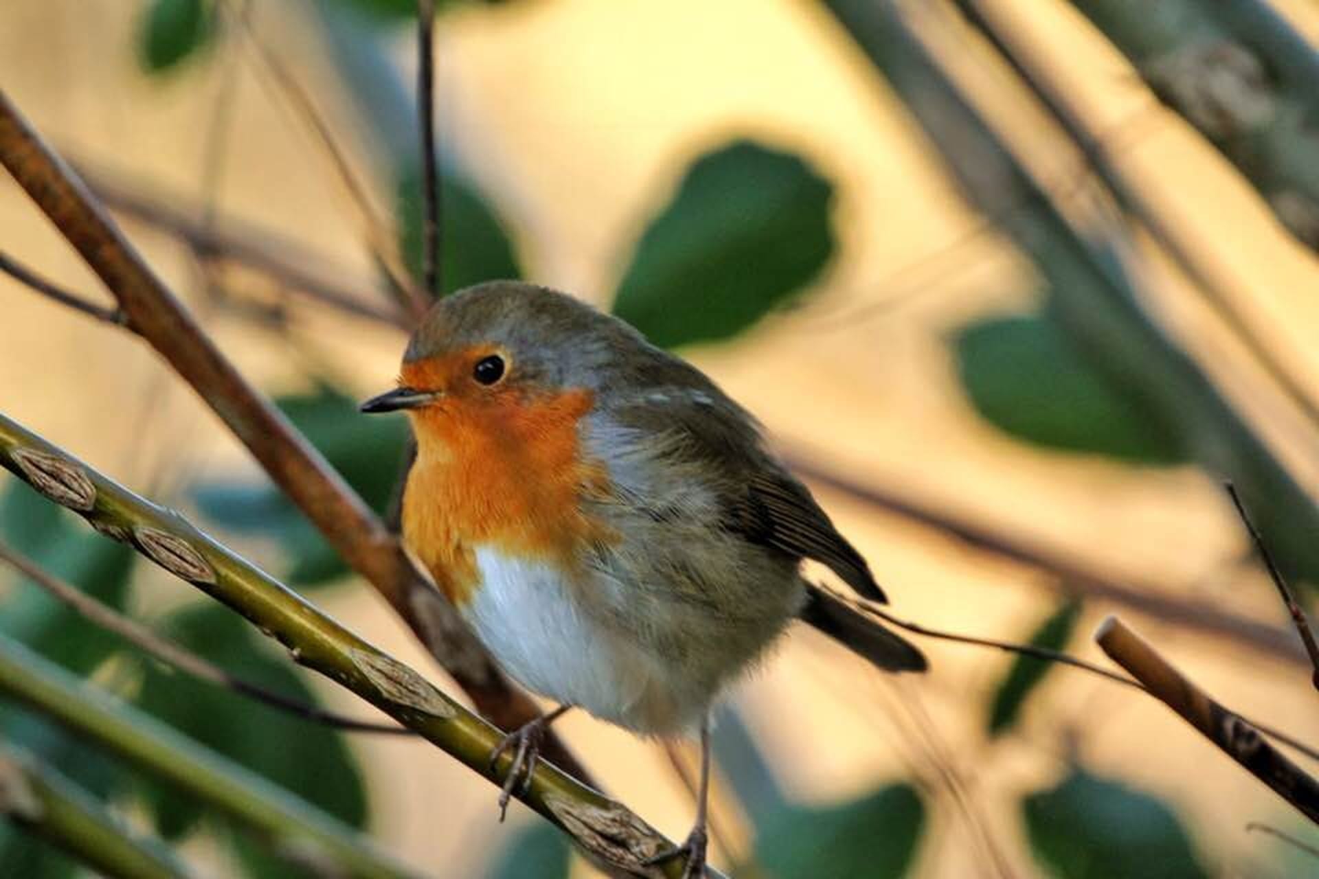 What Is The Difference Between a Cultivated Wildlife Friendly And A Wild Garden