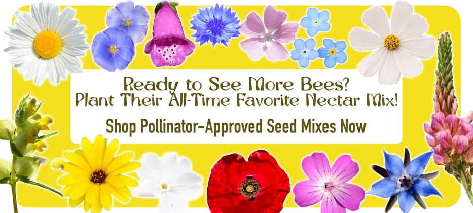 Plant Wild Flower Seed Advert