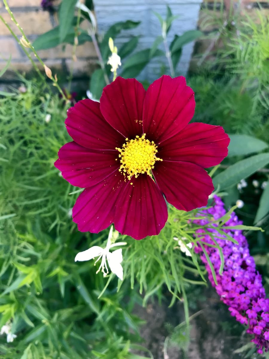 Cosmos Cosmos