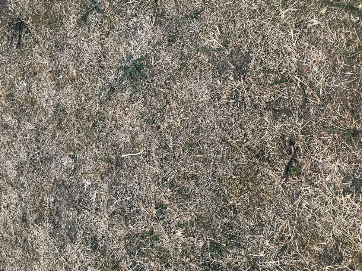Our lawn during a hot dry year Our lawn during a hot dry year