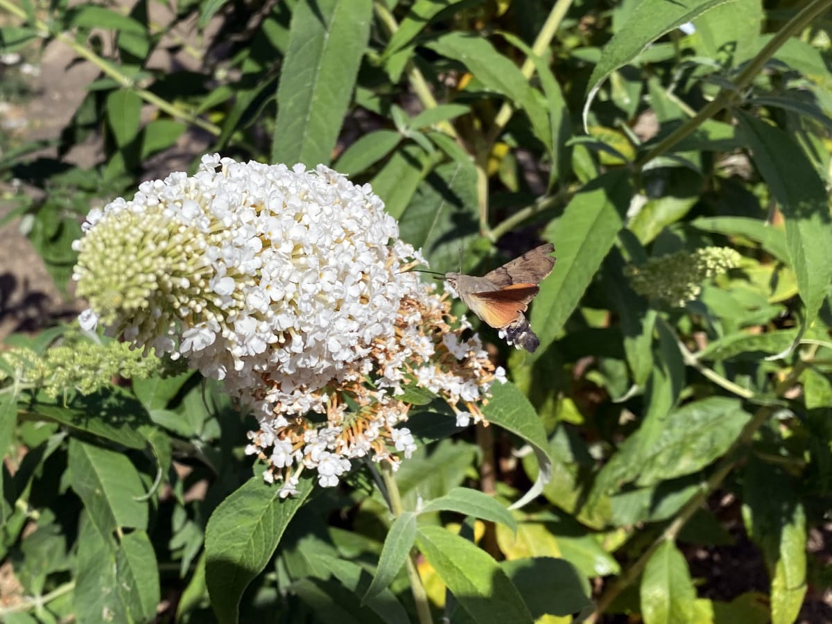 Christinas Suffolk Wildlife Garden Diary August 2026