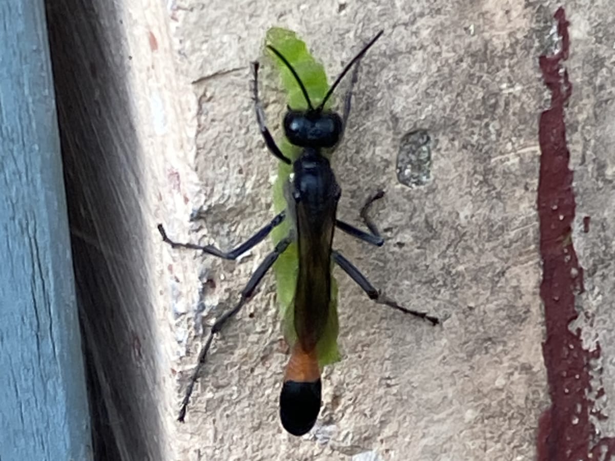 Red-banded Sand Wasp carrying a caterpillar Red-banded Sand Wasp carrying a caterpillar