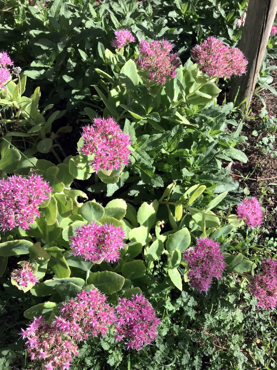 Whats Happening Christinas Suffolk Garden October 2026