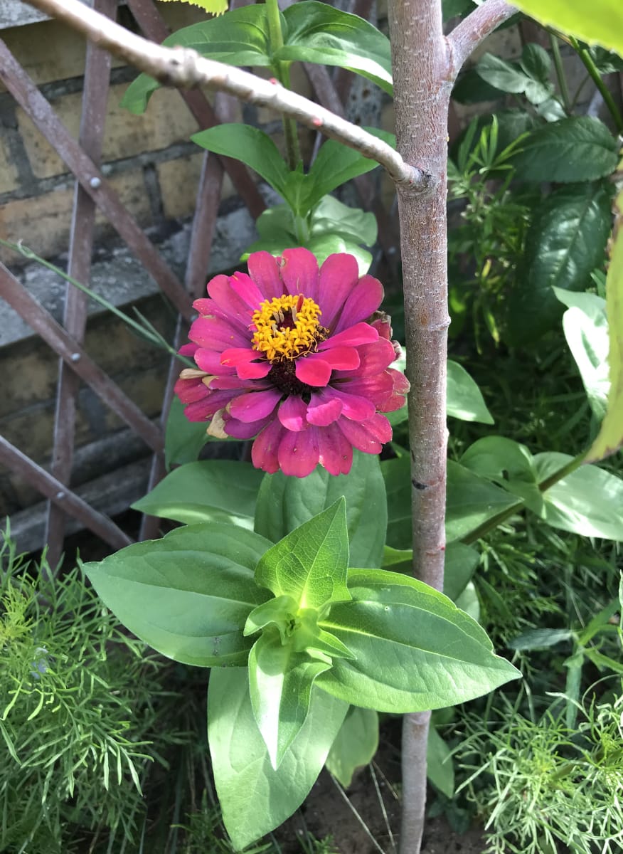 coneflower coneflower